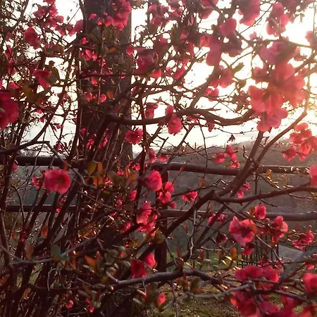 Casa Il Leccino Daire